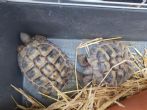 Hermanns : Both male approx 7 years old (Millie & Lulu)